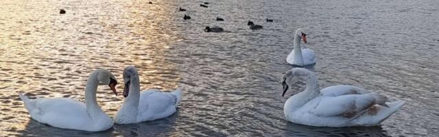 Povratak labudova na Šumaričko jezero!