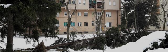 SNEG OŠTETIO MNOGA STABLA: U toku je sanacija u lozničkim parkovima