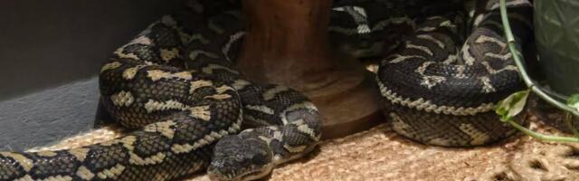 Noćna mora: Australijanka se probudila sa pitonom na grudima