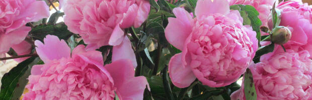 Ova prelepa biljka ženama donosi sreću, a cvetaće narednih 15 godina