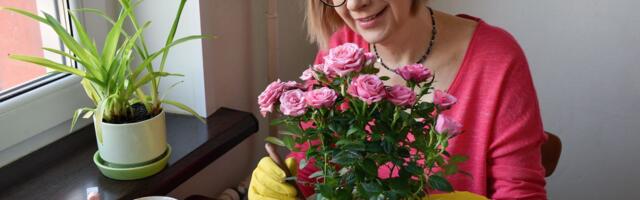 Kraljica cveća u saksiji: Hit trikovi kako da vam ruže cvetaju u punom sjaju čak i na maloj terasi