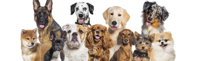 Psi utiču na kvalitet vazduha u stanu: Mali proizvode više čestica, veliki izbacuju više mikroba