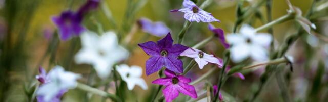 Ovih 6 popularnih cvetova stručnjaci savetuju da izbegavate: Prelepi su, ali prave haos i uništavaju baštu