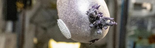 Ljubičasto "jaje" sa pipcima sa Međunarodne svemirske stanice izazvalo buru na mrežama: "Ubijte ga vatrom"