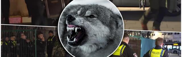 VUK UGRIZAO ŽENU ZA LICE U PROMETNOJ ULICI USRED HAMBURGA! Nemačka policija koristila štitove tokom hvatanja životinje, akcija trajala punih sat vremena (VIDEO)