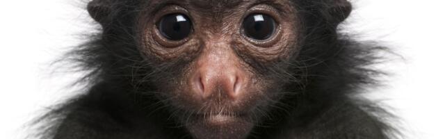 Bebe majmuna pauka nađene u vreći pored pruge: Oni imaju petu ruku, nemaju palac i na korak su od izumiranja