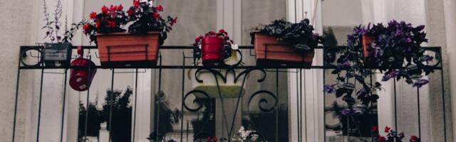 Biljke će dobiti jaču boju i cvetaće kao lude ako im dodate ovaj sastojak: Rezultati su neverovatni