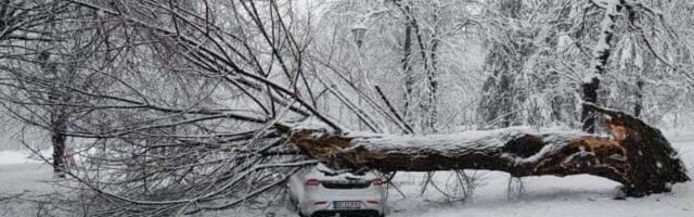 Snow delays traffic in Serbia causing trees to fall on cars