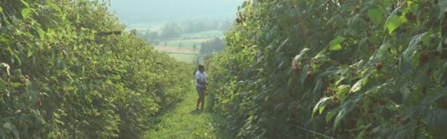 Sezonci mogu da zarade do 3.000 evra: Velika ponuda sezonskih poslova, a i zarada je odlična