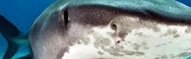 UBILA BOGA U NJOJ! Jednom rukom pretukla ajkulu, i spasila živu glavu (VIDEO)