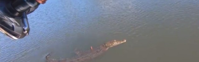 NIJE SVEJEDNO: Kad upecaš krokodila (VIDEO)
