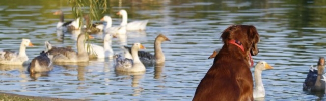 PRESLATKO! Njih dvoje su pravi drugari! (Video)