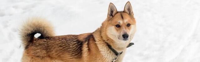 Top 10 ruskih pasa koji će vas oduševiti