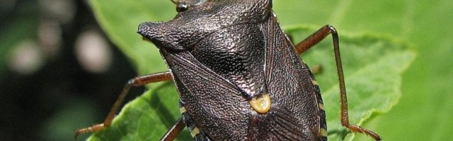 Prava najezda smrdibuba preti nam krajem septembra, a možete da ih se REŠITE JEDNIM TRIKOM!