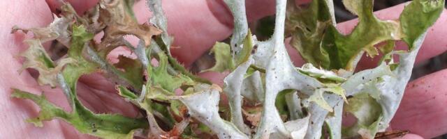 Kada vam treba islandski lišaj: Najjednostavniji recept za čaj koji smiruje grlo i kašalj