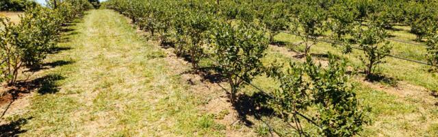 Voćarstvo sa fakultetskom diplomom: Gorani posao preuzeo do roditelja, sad otkriva tajnu rekordnih prinosa