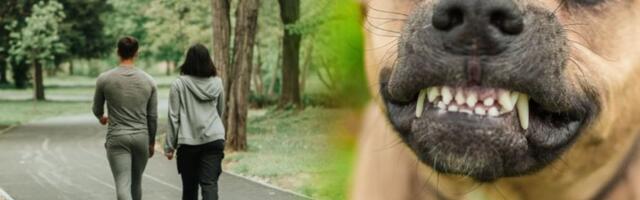 HOROR U NIŠU! Staford izujedao dvoje ljudi, hitno prebačeni u bolnicu!