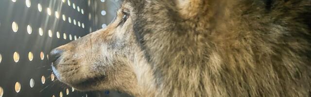 GPS ogrlice spasavaju nauku, ali po koju cenu? Vuk 2305 iz Kolorada uginuo od stresa tokom istraživanja