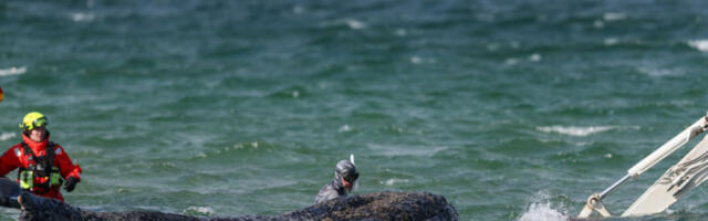 Милионери преузели: контроверзна борба за живот грбавог кита у Балтичком мору