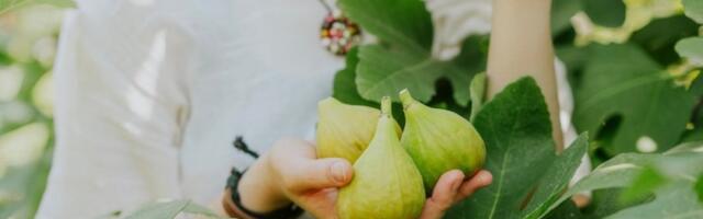 List ove biljke pomaže kod šećera i triglicerida: Dovoljna je jedna šolja i organizam cveta