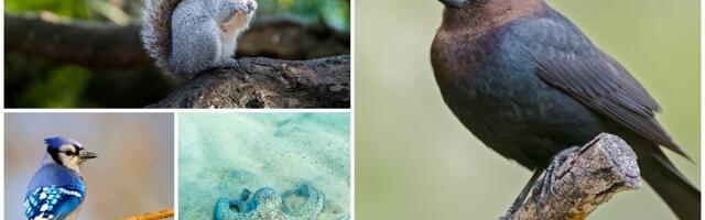 Ovo je 5 najboljih "lažova" u životinjskom carstvu