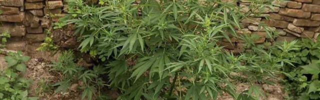 KAKVA CRNA LEGALIZACIJA KANABISA! Uticajna partija poslala prejaku poruku narodu