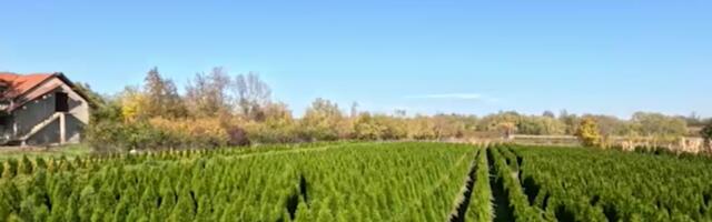 Čista egzotika: Široko je Lazarevo carstvo, ima mesta i za njih