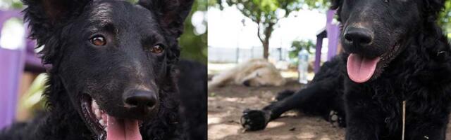 Udomi, ne kupuj: Hajnalka je izvučena iz poplavljenog kanala