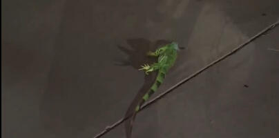 Smrznute iguane masovno padaju sa drveća, građani ih skupljaju sa ulica (VIDEO)