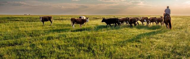 Glamočić: Podsticaji za stočarstvo od aprila, u skladu sa planom