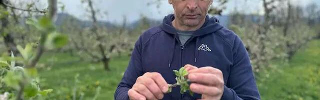 "Ne daj Bože da se ponovi prošla godina!" Voćari u panici zbog prolećnog mraza u ovom delu Srbije: "Izgubili smo 90 odsto roda, sada strahujemo od NAJGOREG!"