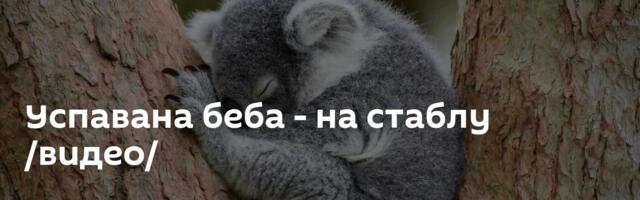 Успавана беба - на стаблу /видео/