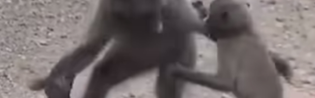 Dva babuna se potukli zbog piva (VIDEO)