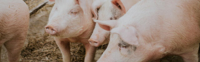 Случај трихинеле у свињском месу под контролом