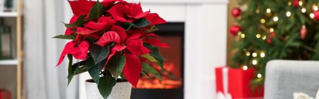 Božićna zvezda je simbol praznika, a uz pomoć OVOG trika možete joj "produžiti život"