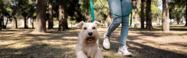 Stručnjakinja savetuje: Ako vas pas ovih dana vuče i njuška više nego inače, nikako ga ne kažnjavajte