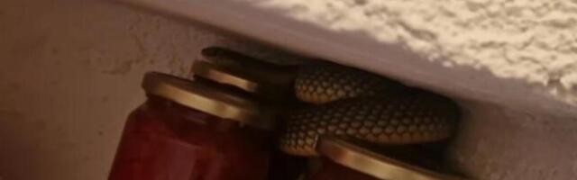 VLADICA IZVUKAO NEMAN OD METAR IZ ŠPAJZA! Umalo se nije ŠLOGIRAO kada je VIDEO TEGLE - "hoće slatko da jede"
