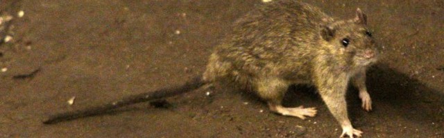 PACOVI OSVAJAJU GRADOVE! Tokom lokdauna izgladneli glodari zauzeli teritoriju, postaju sve agresivniji!