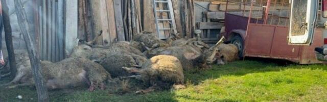 Masakrirali ovce, plaše decu: Ovde ne smeju da izađu ni u dvorište od njih