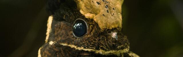 Jedina ptica koja SPAVA ZIMSKIM SNOM: Liči na zmaja, plaši glasom ljude i kao avet sedi nad gnezdom u zemlji