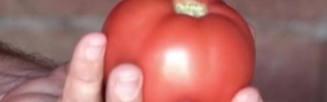 Dobavljači otkrili na šta da gledate kada kupujete paradajz u supermarketu! "Baš tu greše svi kupci"