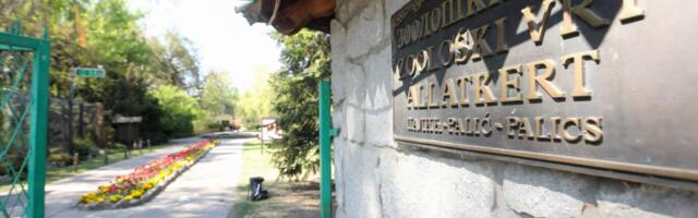 Nije vanzemaljac, ne brinite! Kada tapir u Srbiji dobije fotosešn, to izgleda ovako