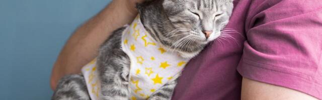 Revolucija u RADNOM PRAVU Italije: Opravdano odsustvo zbog bolesti ljubimca, plaćeni dani BEZ PENALA na zaradu