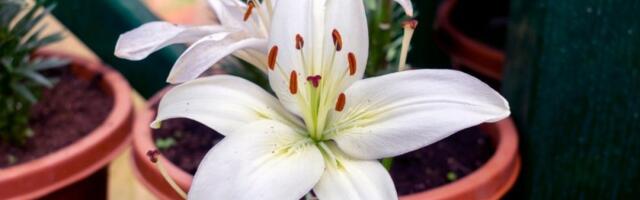 Kućni ljiljan cveta kao lud: Ovo je idealno mesto u stanu za njegov savršen rast
