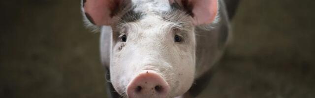 Područje kod Topole proglašeno zaraženim od afričke kuge svinja