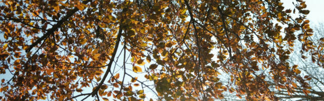 Posle hladnog jutra sunčano vreme: Temperatura do 16 stepeni