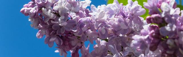 Rusi upozoreni da ne beru jorgovan na javnim površinama