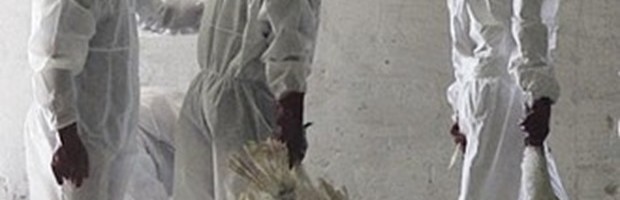 PTIČIJI GRIP POTVRDIO VSI KRALJEVO