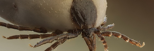 Krpelji se naviše ovde kače