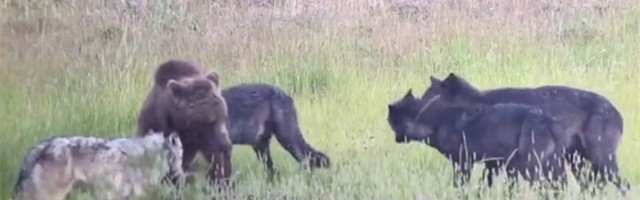 Čopor vukova "naleteo" na grizlija: Ko je pobedio? (VIDEO)